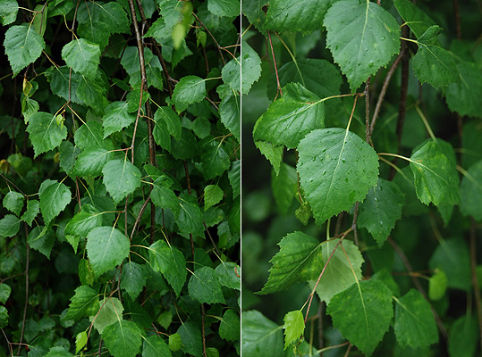 Береза повислая Юнги штамб 180